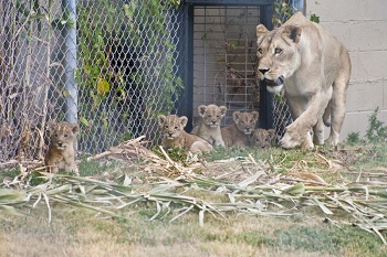 Lee Richardson Zoo